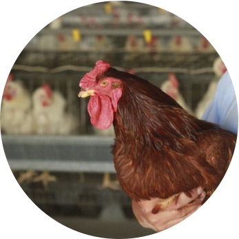 gallina_01