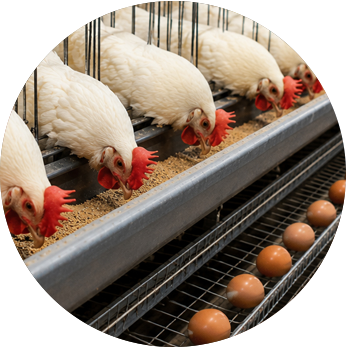 gallina_02b